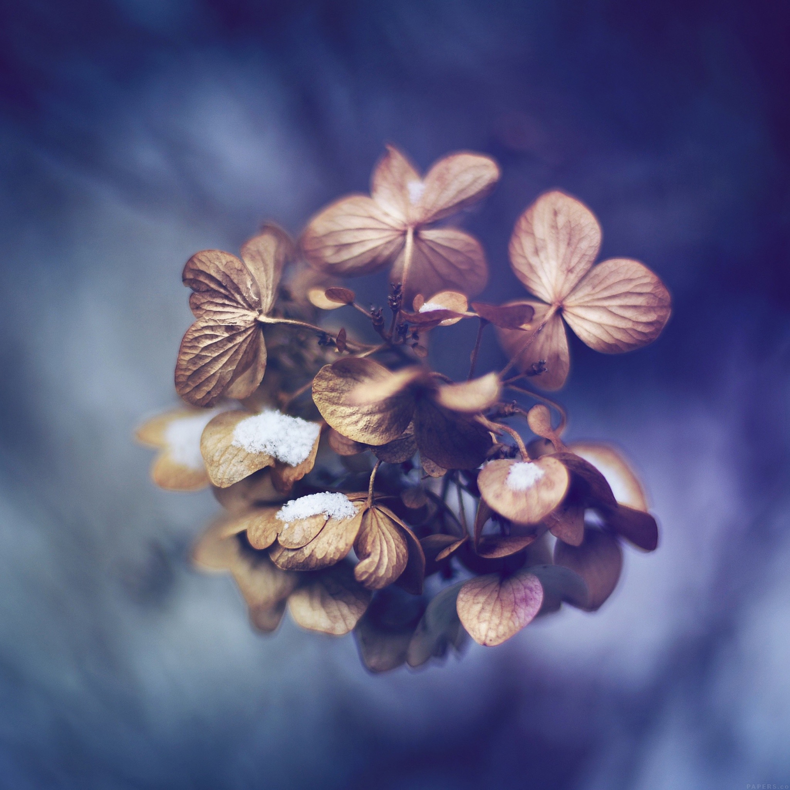 Ghế sự kiện PT607